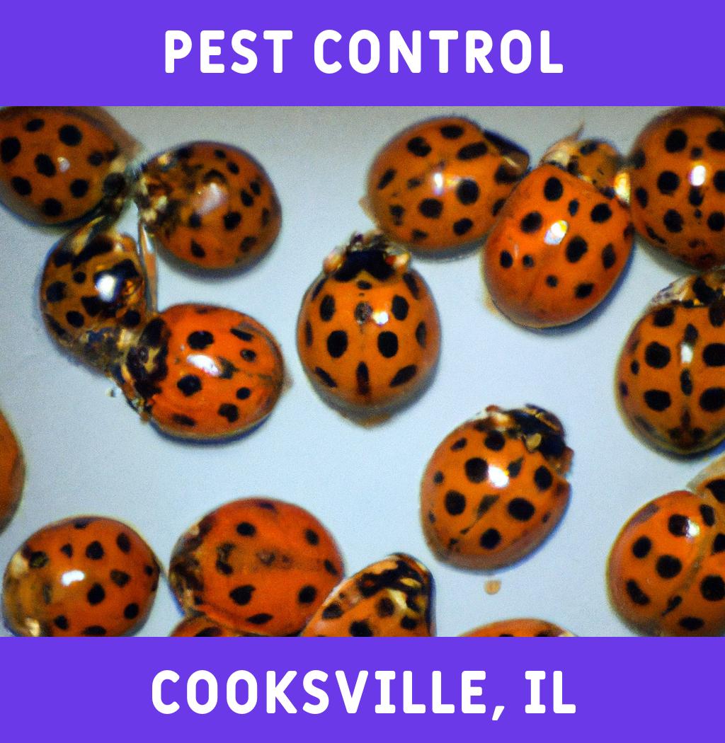 pest control in Cooksville Illinois