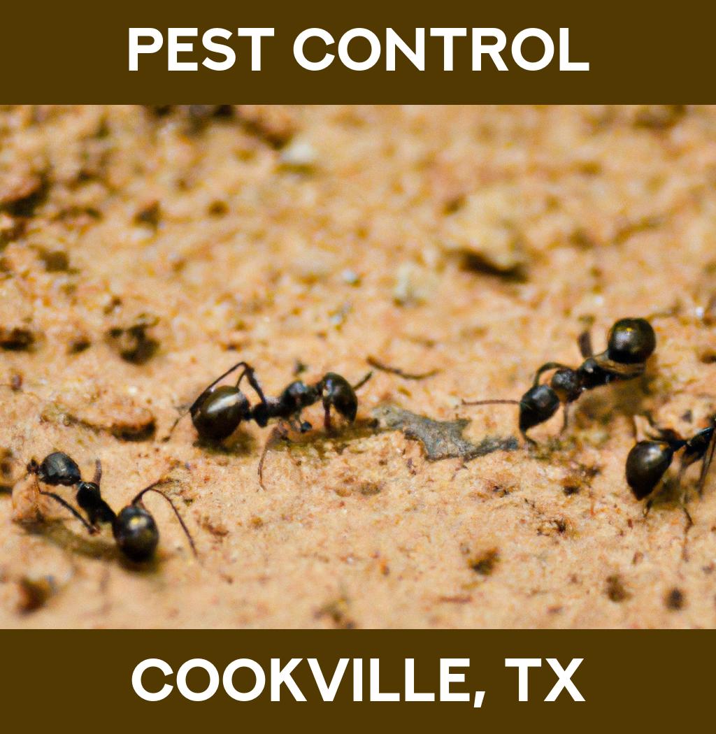 pest control in Cookville Texas