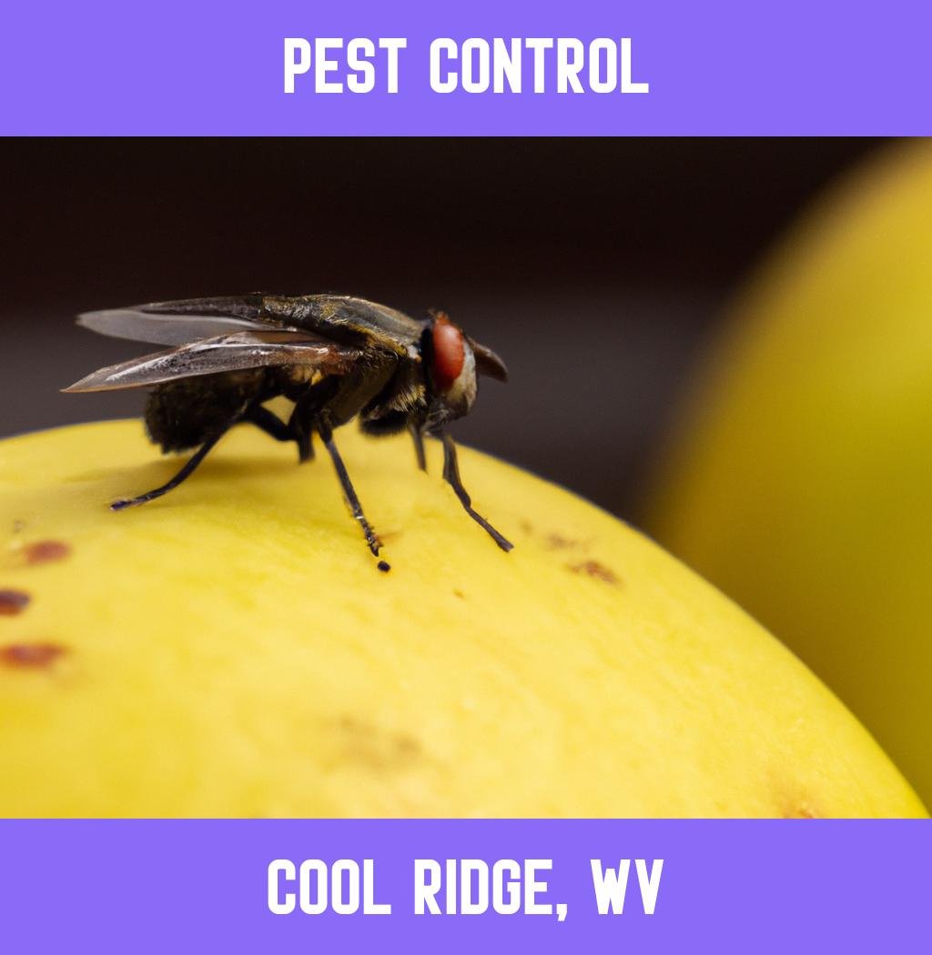 pest control in Cool Ridge West Virginia