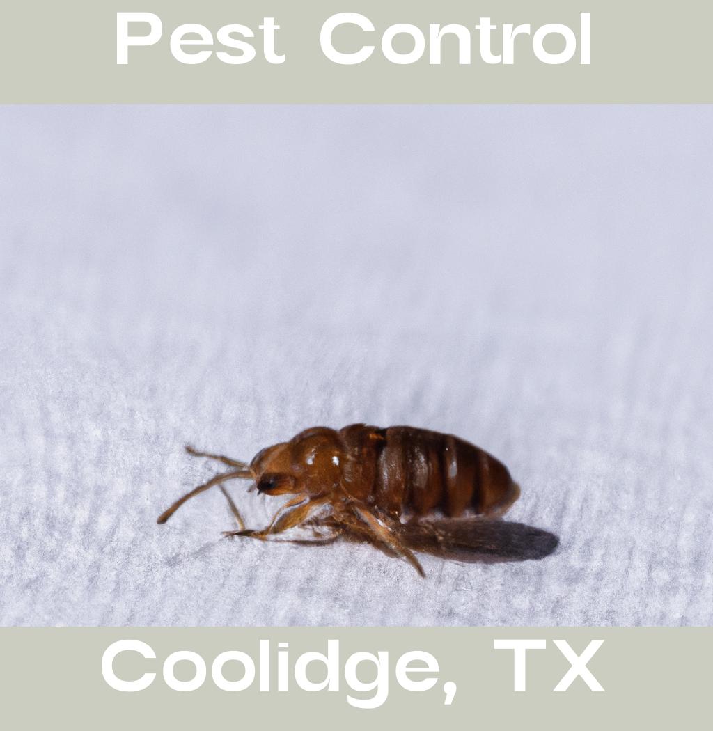 pest control in Coolidge Texas