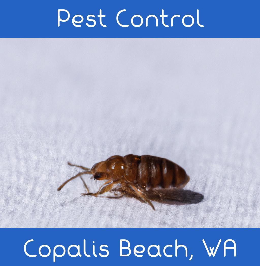 pest control in Copalis Beach Washington