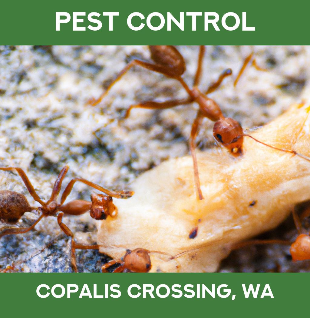pest control in Copalis Crossing Washington