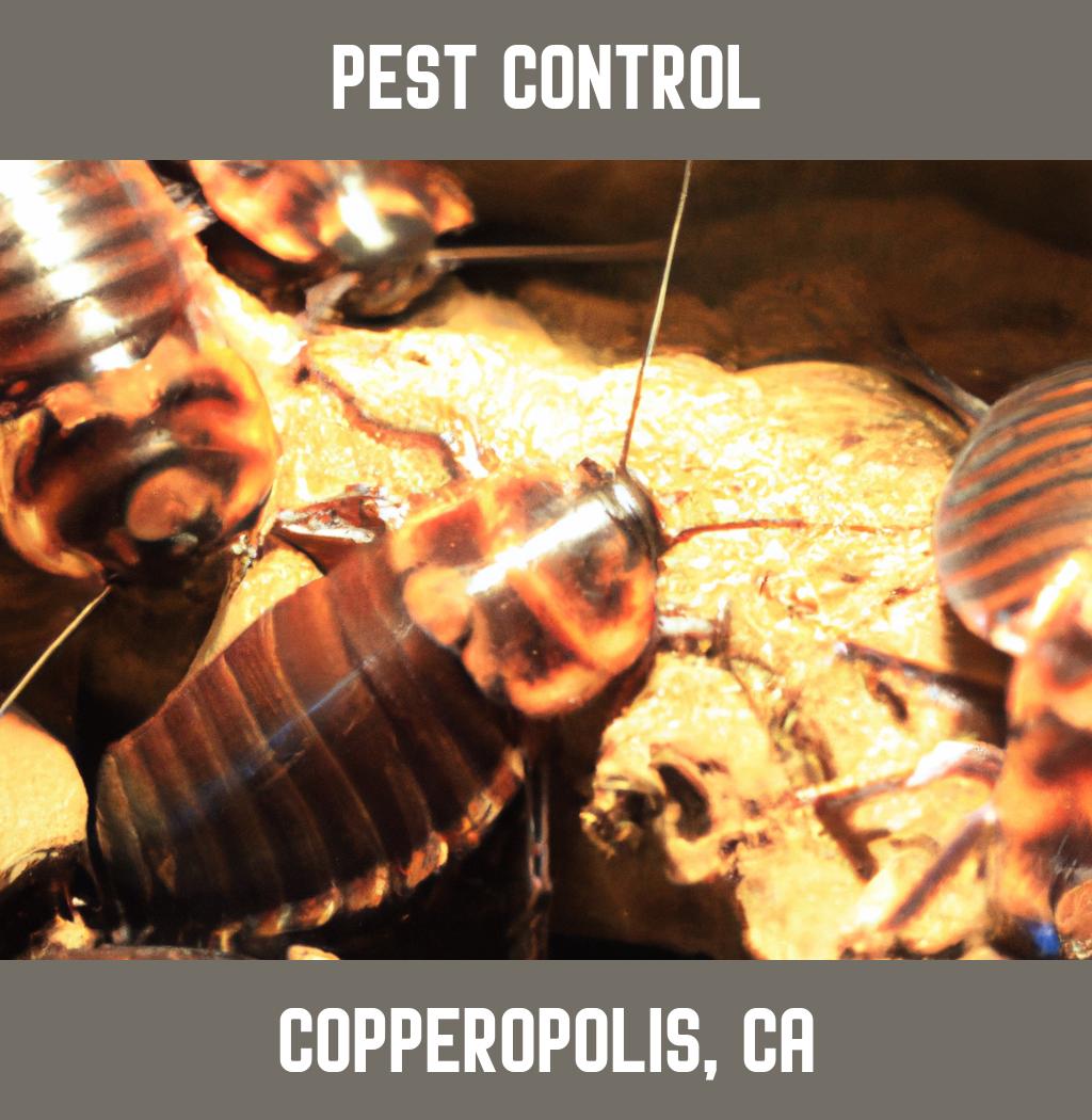 pest control in Copperopolis California