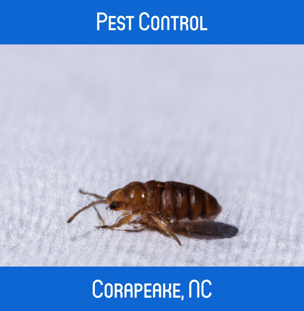 pest control in Corapeake North Carolina
