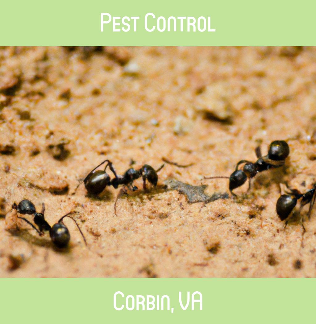 pest control in Corbin Virginia