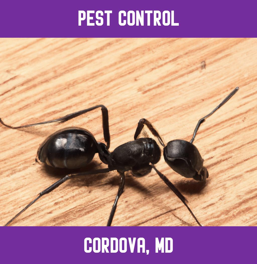 pest control in Cordova Maryland