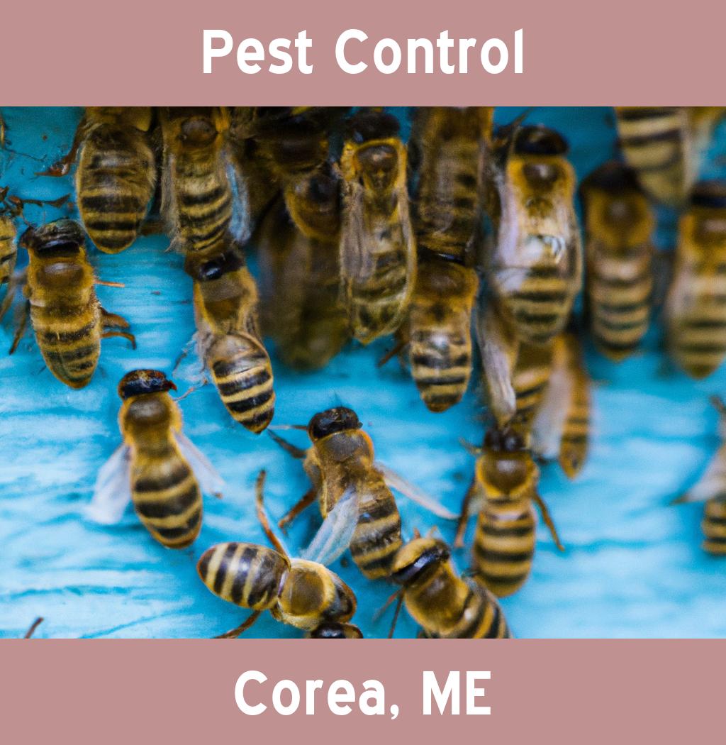 pest control in Corea Maine