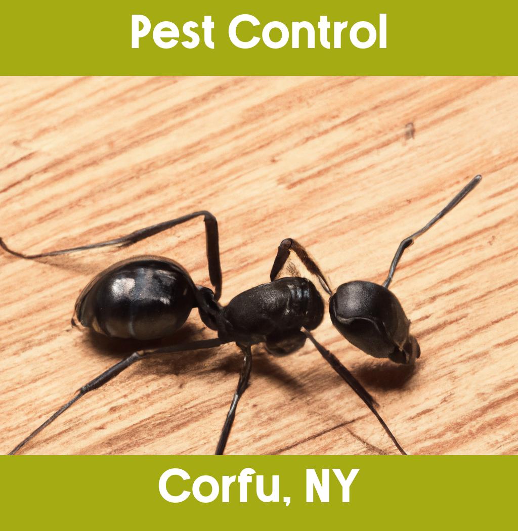 pest control in Corfu New York