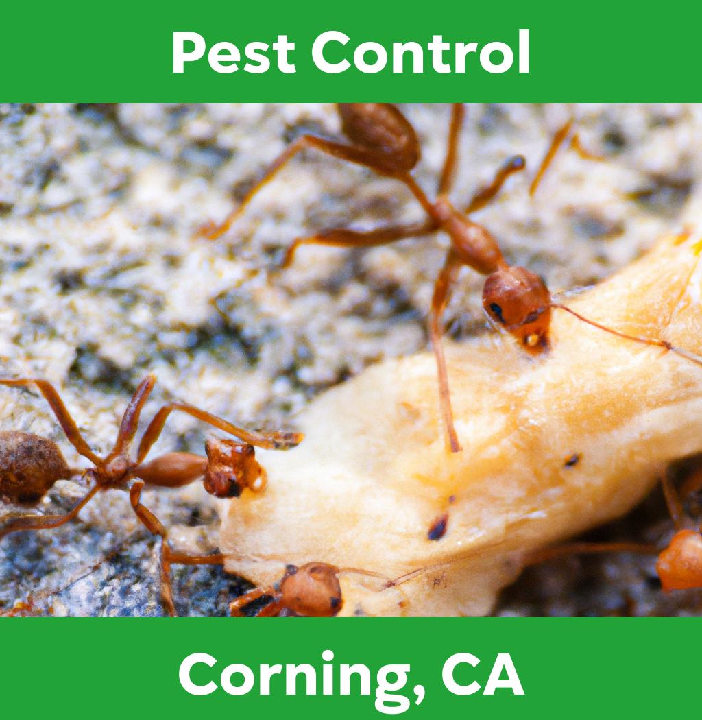 pest control in Corning California