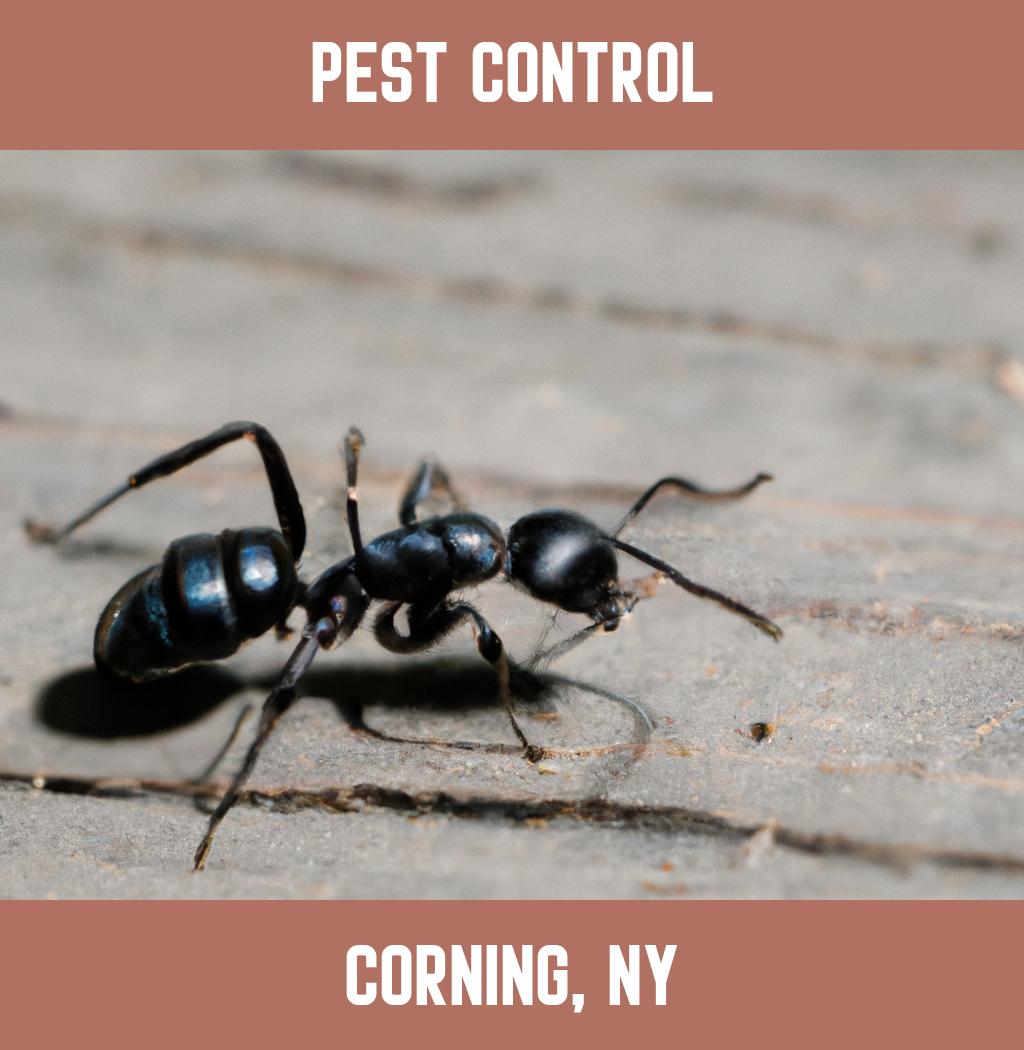 pest control in Corning New York