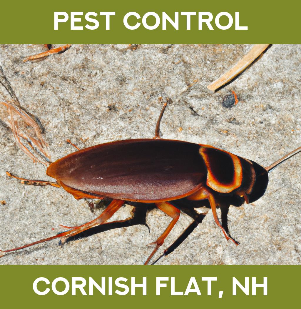 pest control in Cornish Flat New Hampshire