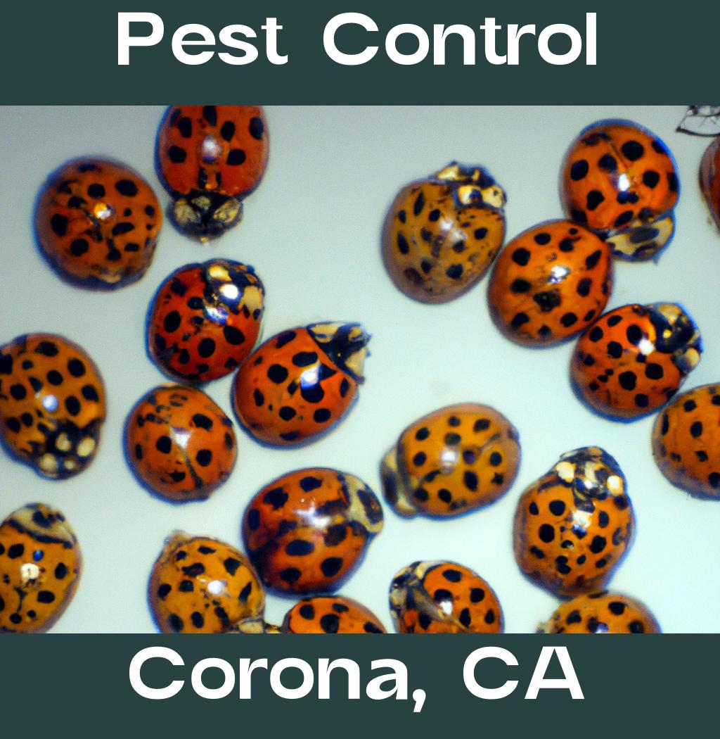 pest control in Corona California