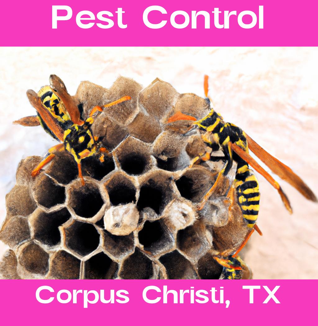 pest control in Corpus Christi Texas