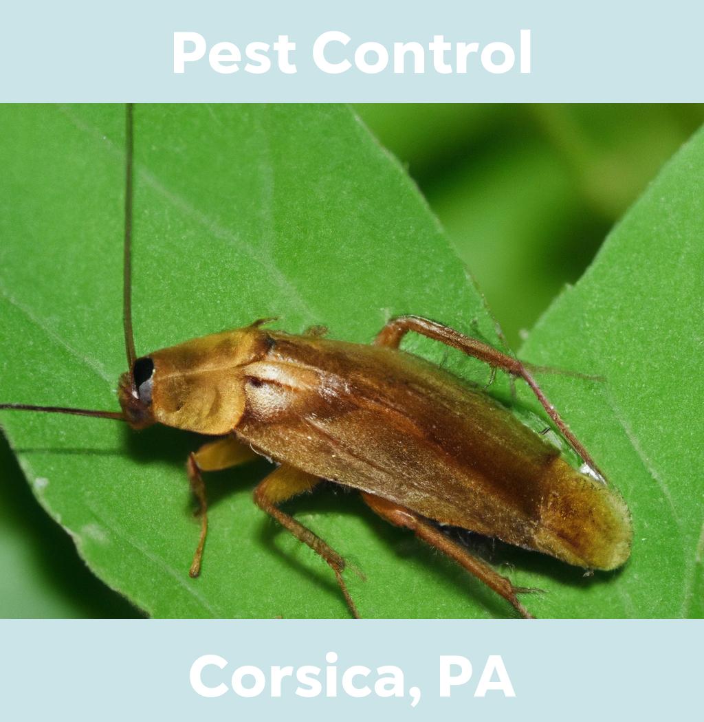 pest control in Corsica Pennsylvania