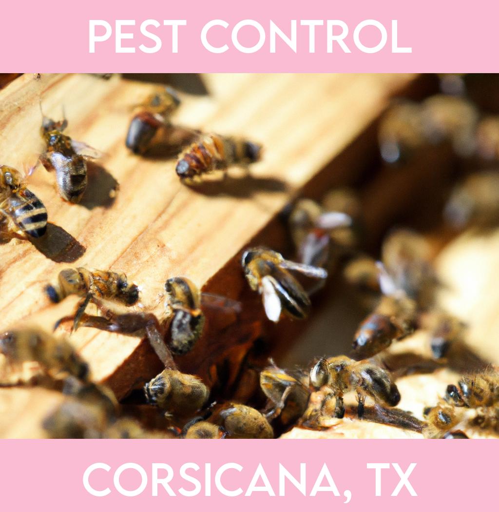 pest control in Corsicana Texas