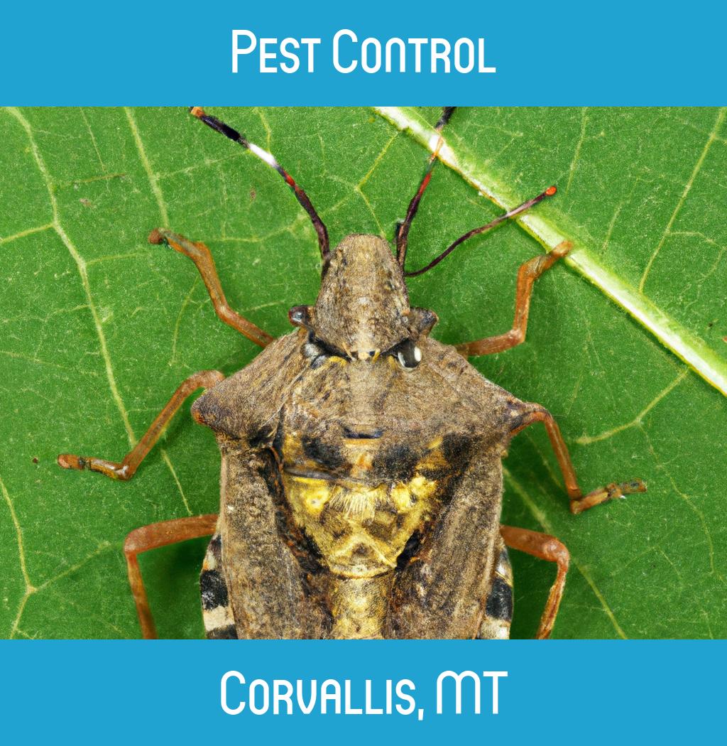 pest control in Corvallis Montana