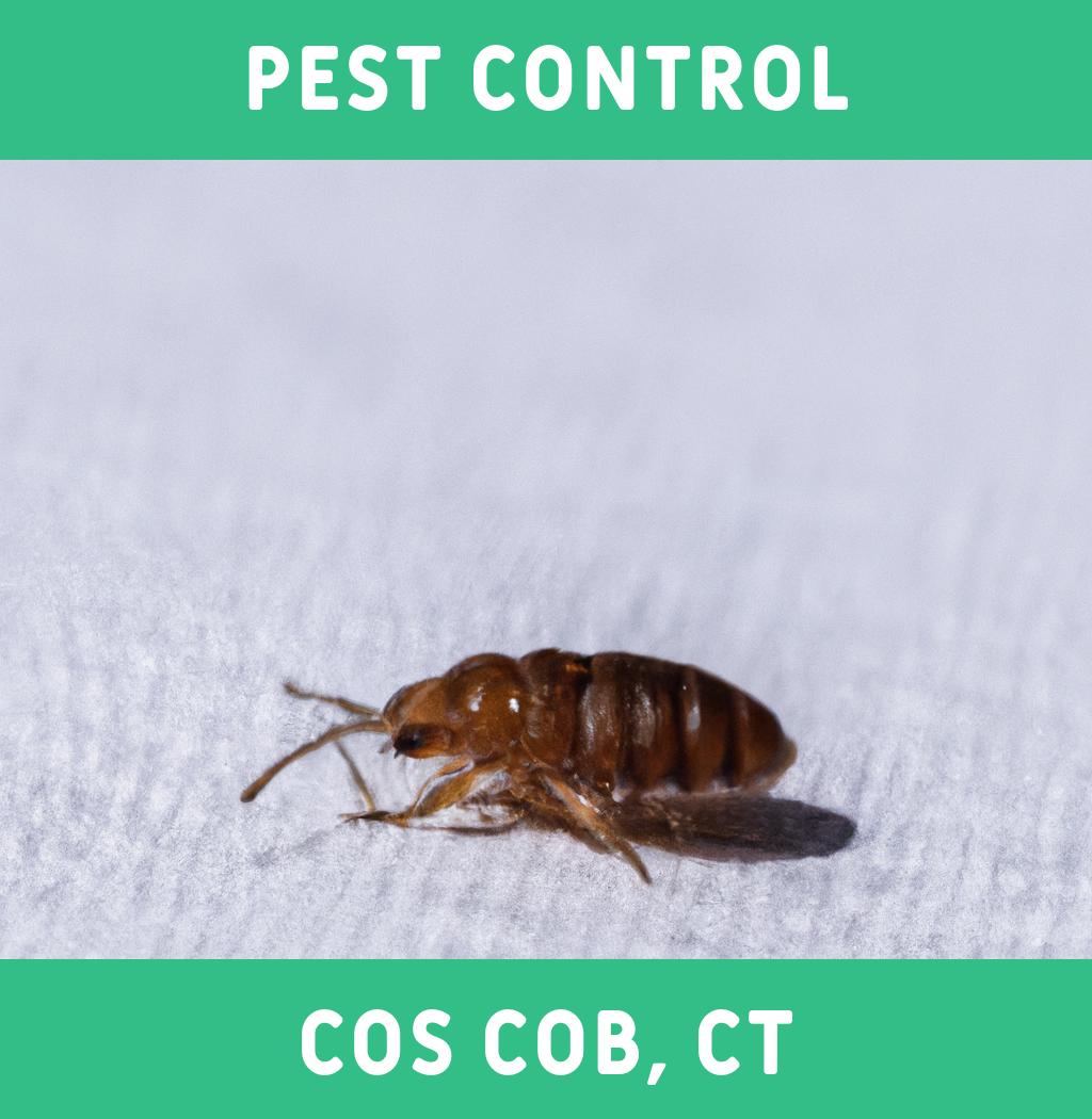 pest control in Cos Cob Connecticut