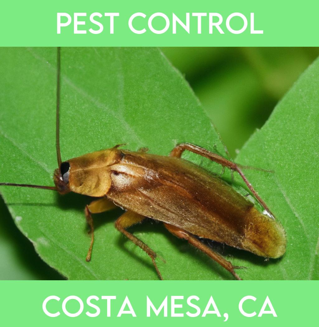 pest control in Costa Mesa California