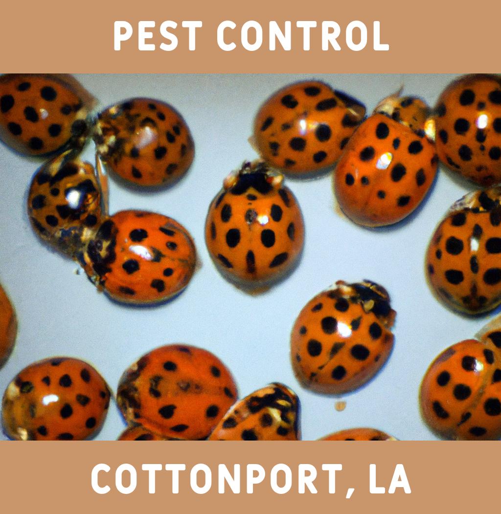 pest control in Cottonport Louisiana