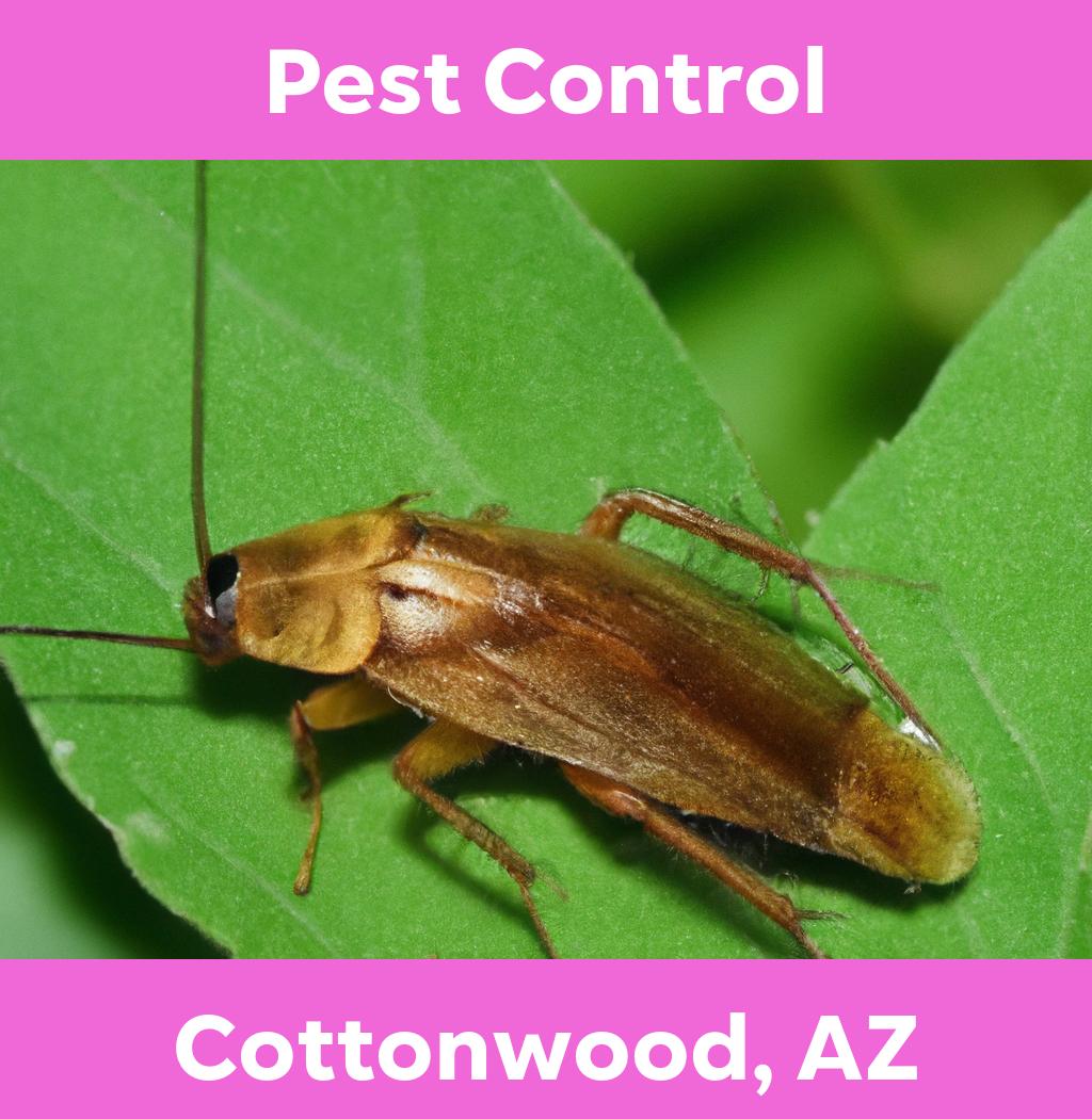 pest control in Cottonwood Arizona