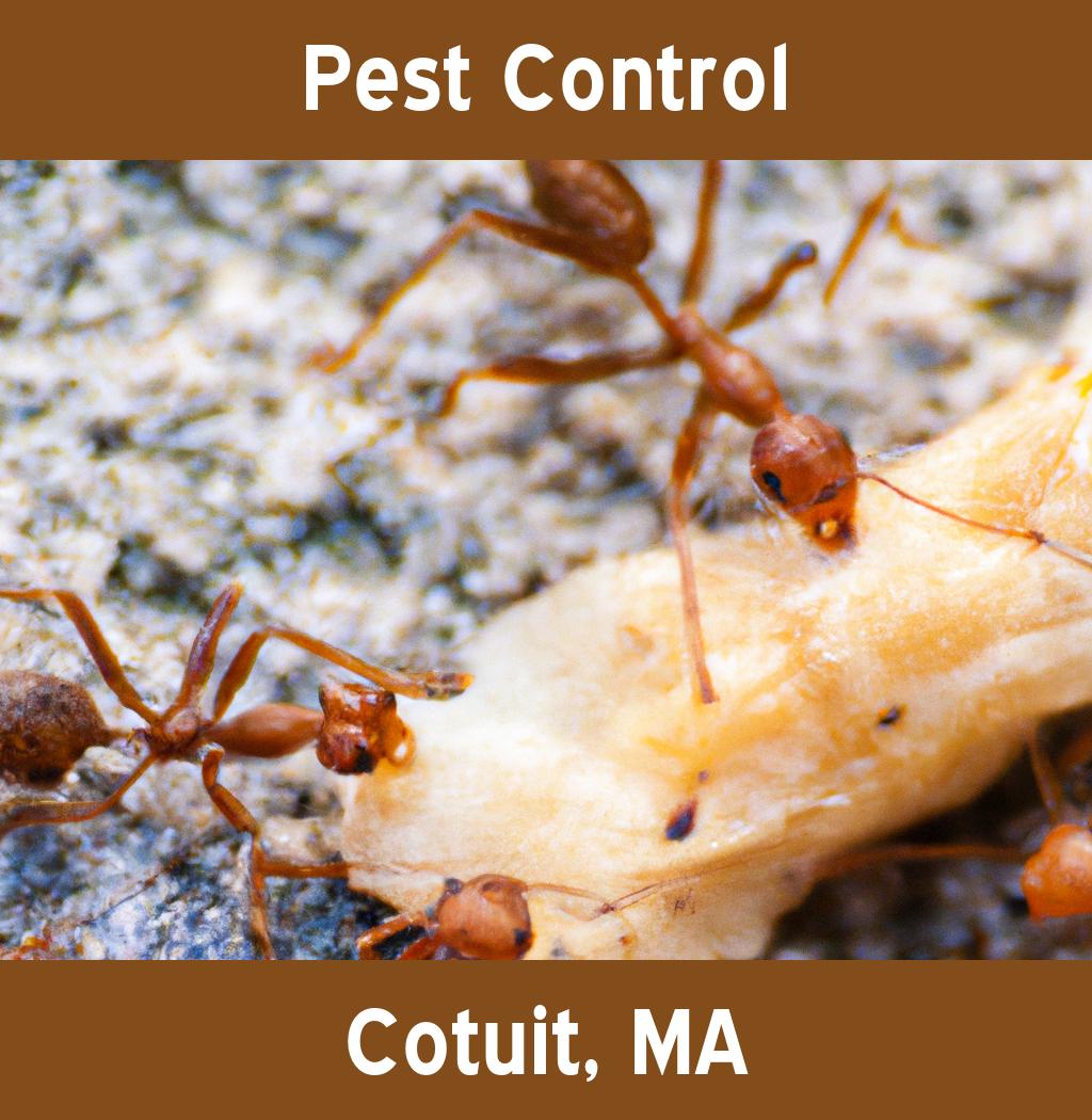 pest control in Cotuit Massachusetts