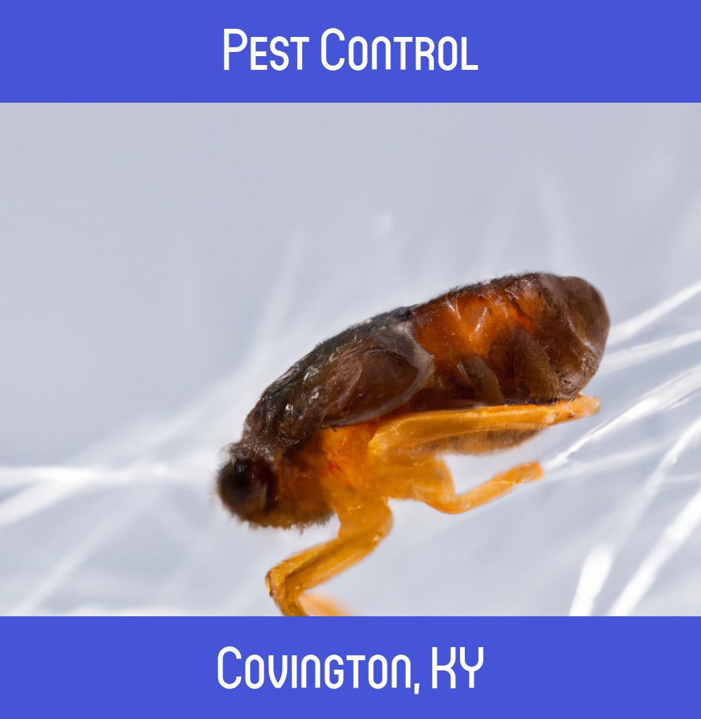 pest control in Covington Kentucky
