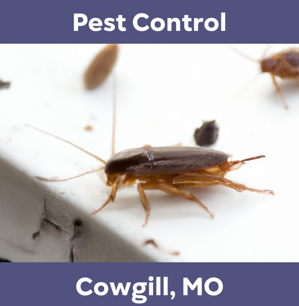 pest control in Cowgill Missouri