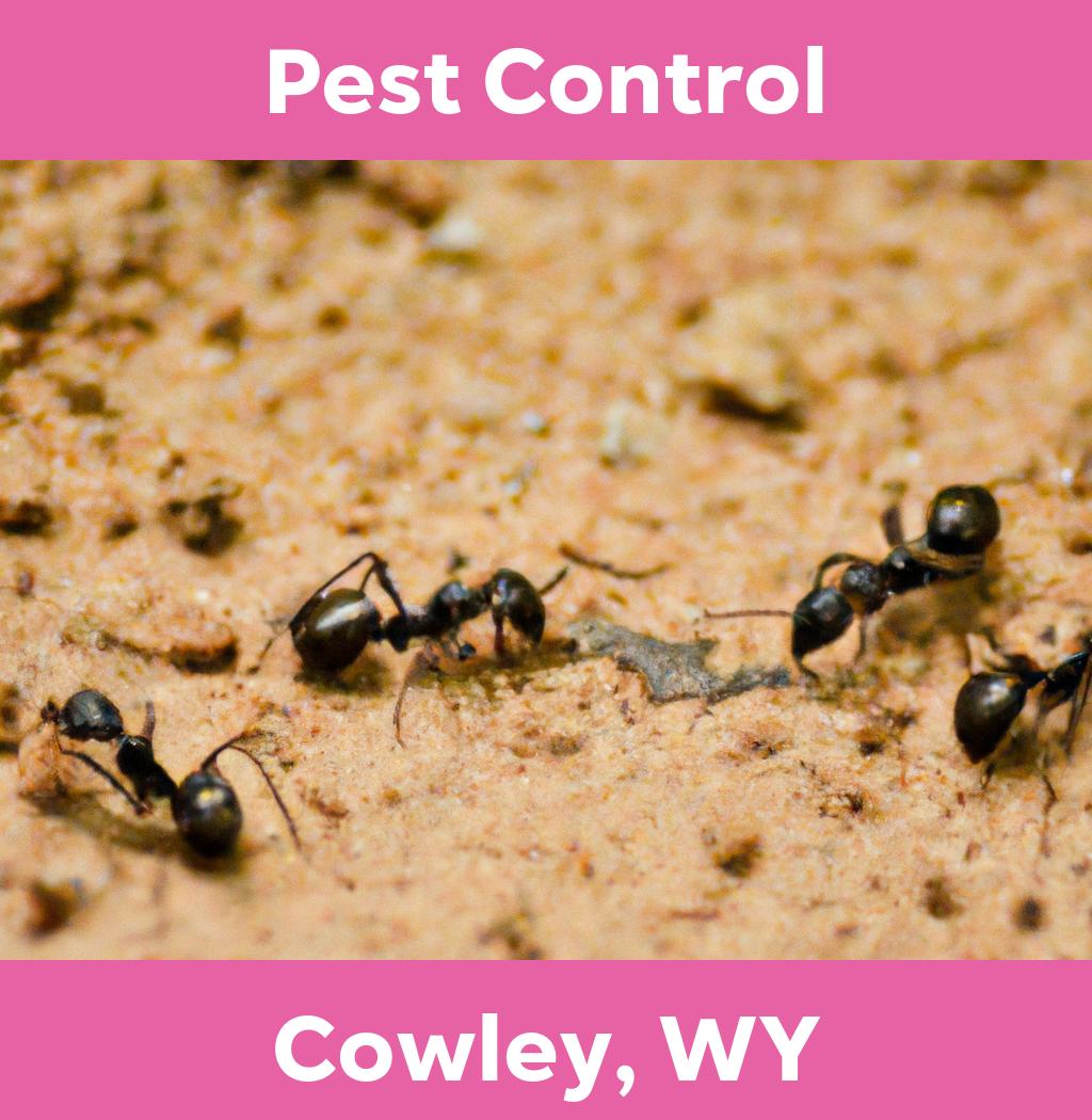 pest control in Cowley Wyoming