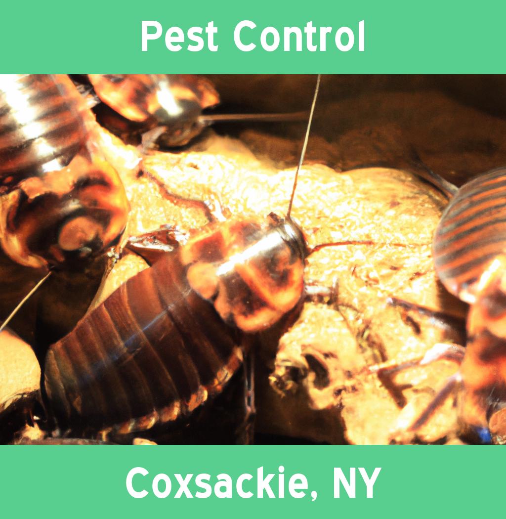 pest control in Coxsackie New York