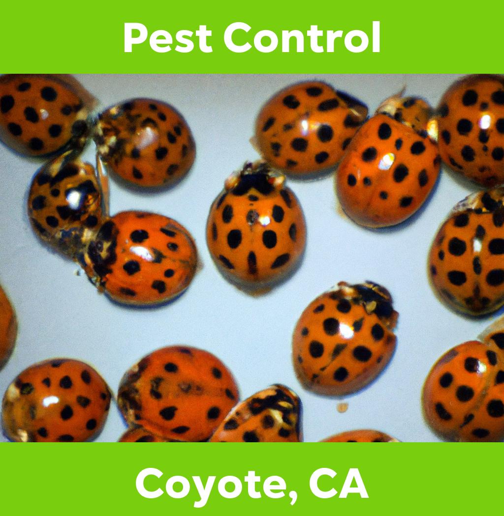 pest control in Coyote California