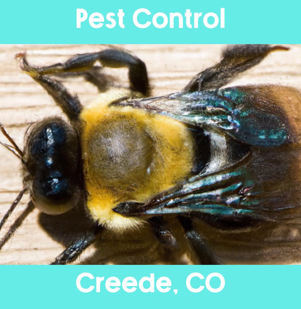 pest control in Creede Colorado