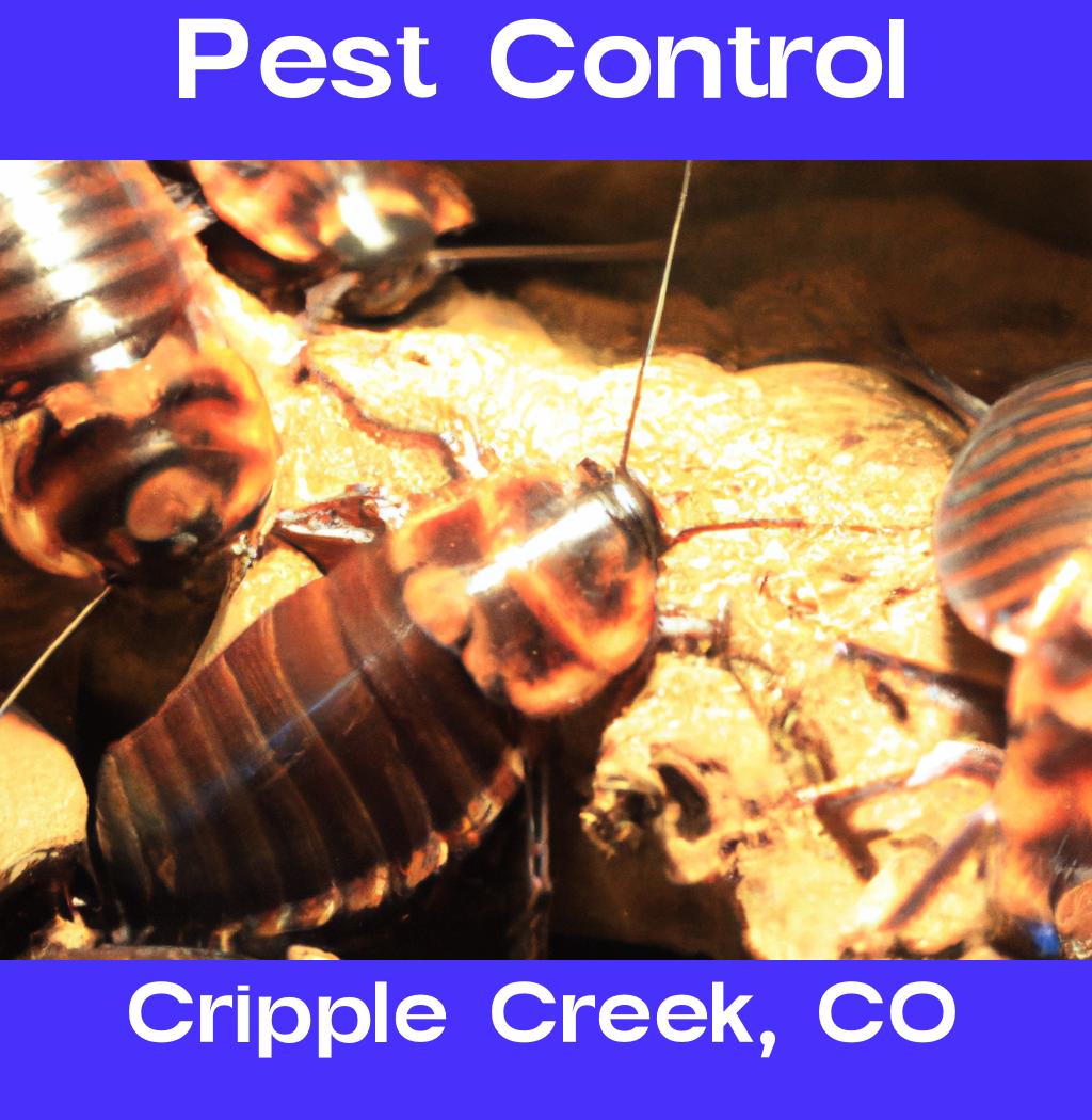 pest control in Cripple Creek Colorado