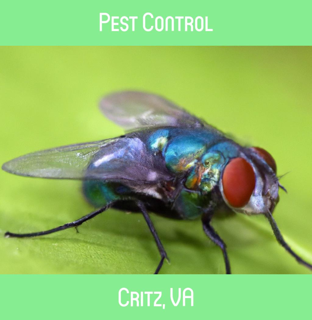 pest control in Critz Virginia