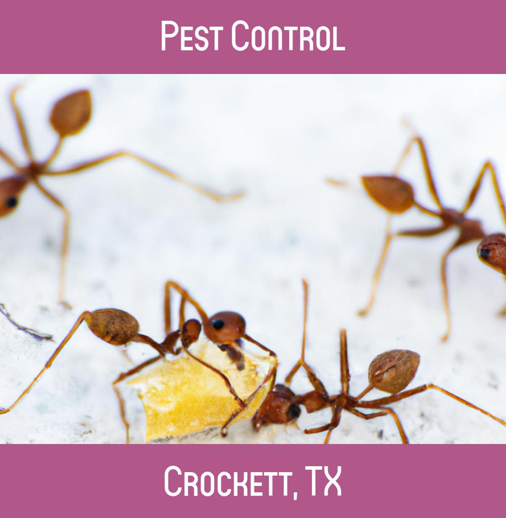 pest control in Crockett Texas