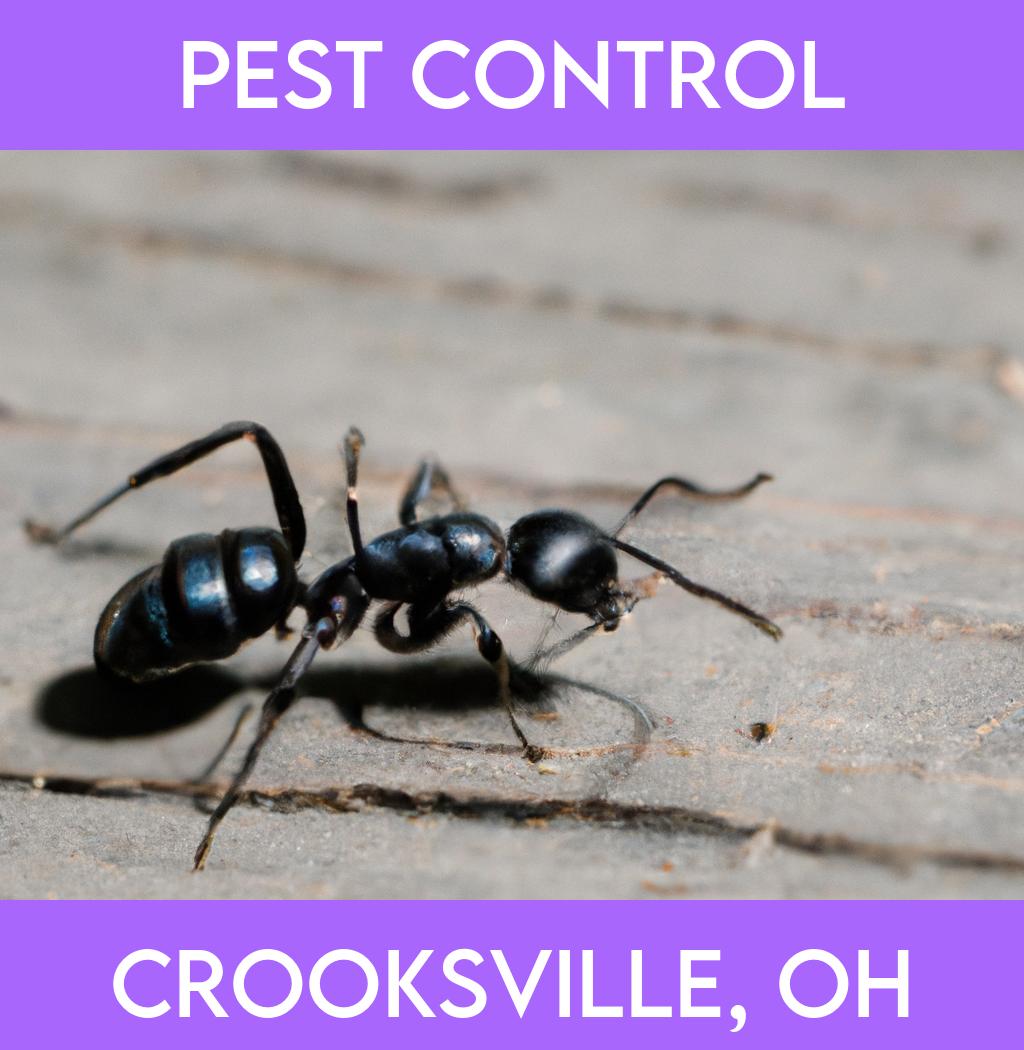 pest control in Crooksville Ohio