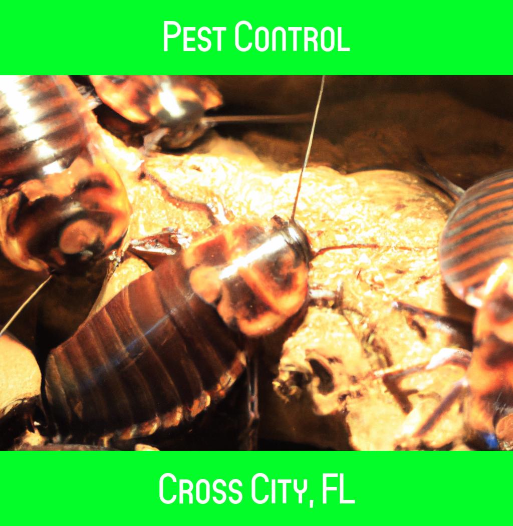 pest control in Cross City Florida