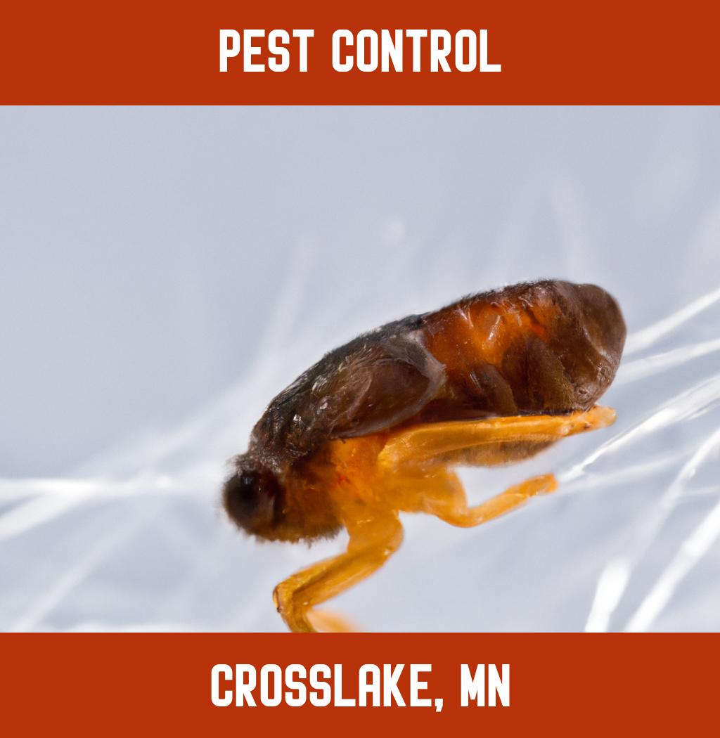 pest control in Crosslake Minnesota