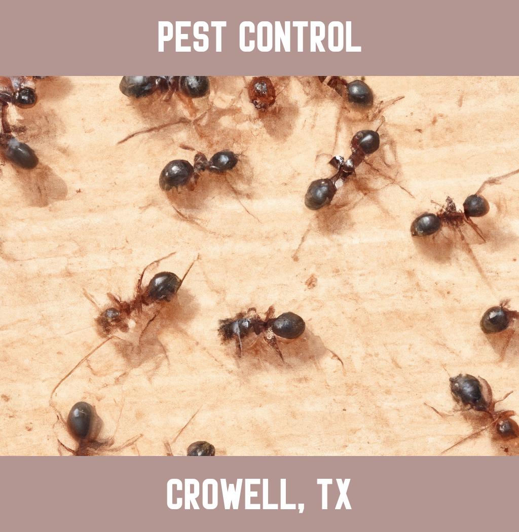 pest control in Crowell Texas