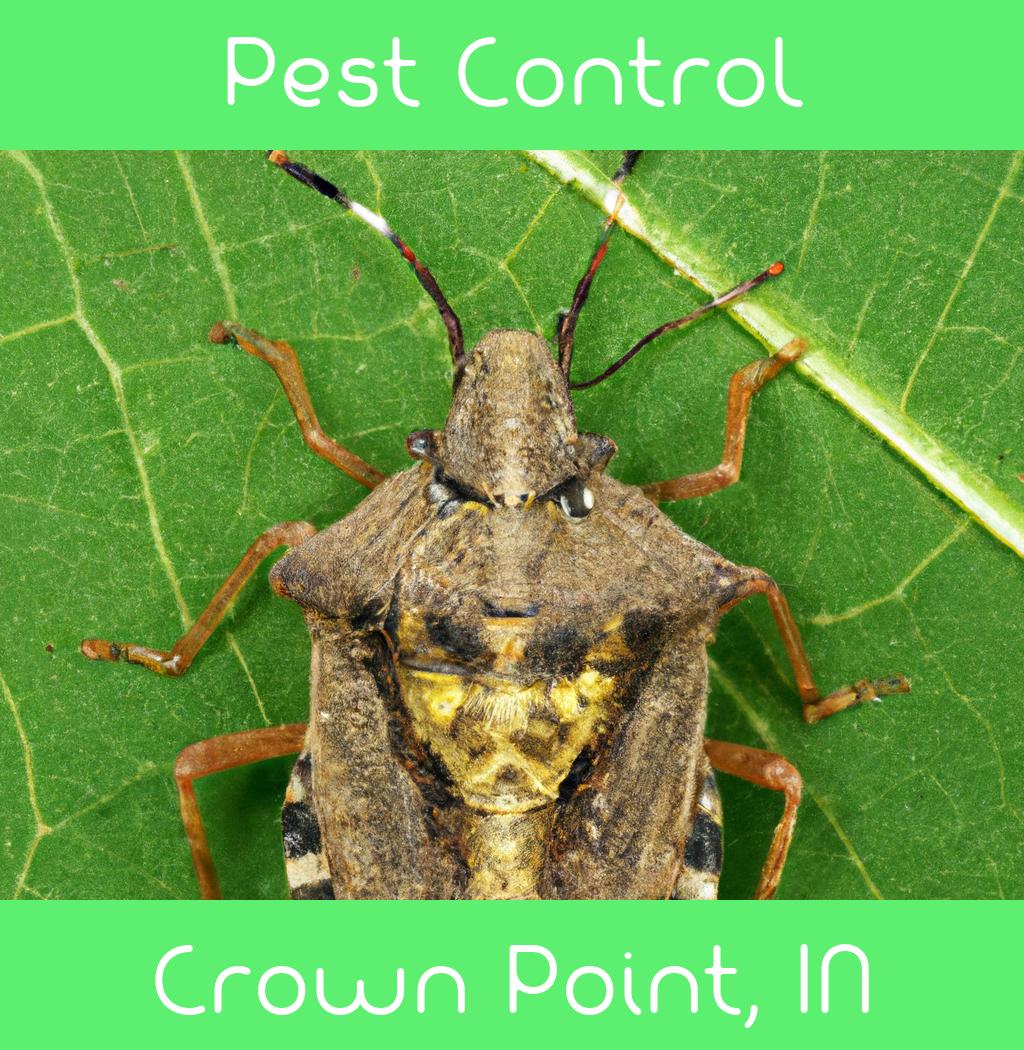 pest control in Crown Point Indiana