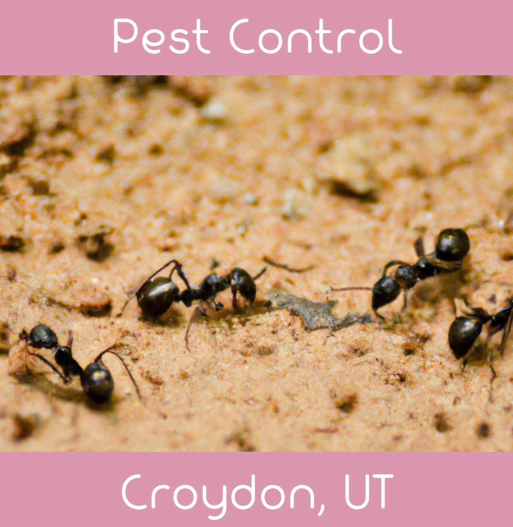 pest control in Croydon Utah