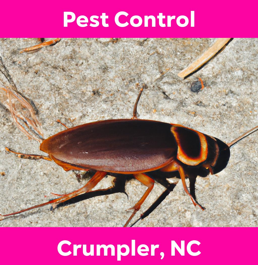 pest control in Crumpler North Carolina