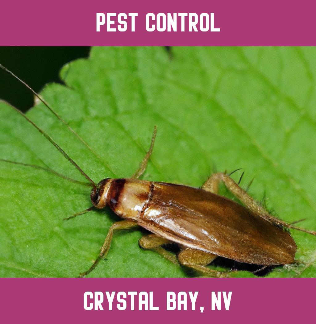 pest control in Crystal Bay Nevada
