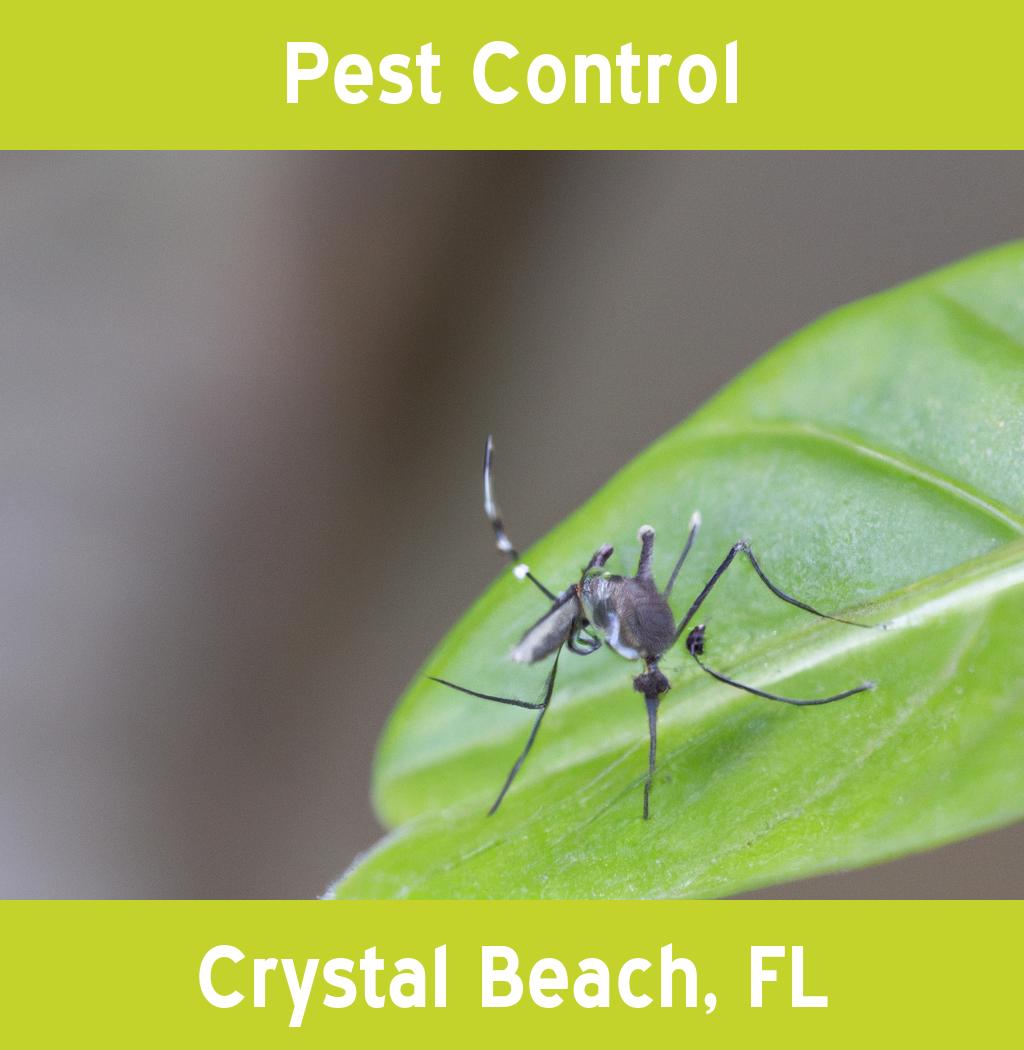 pest control in Crystal Beach Florida