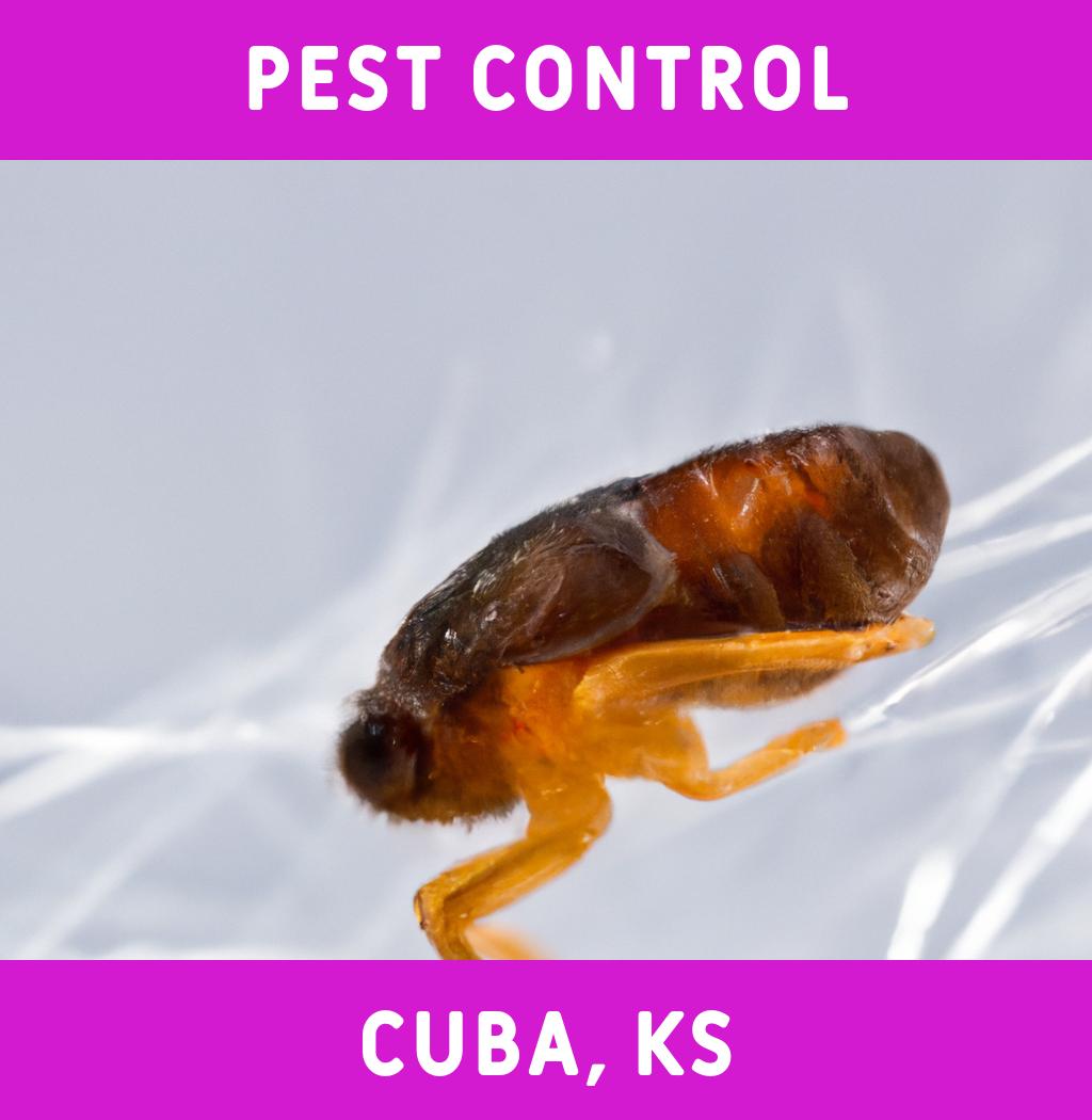 pest control in Cuba Kansas