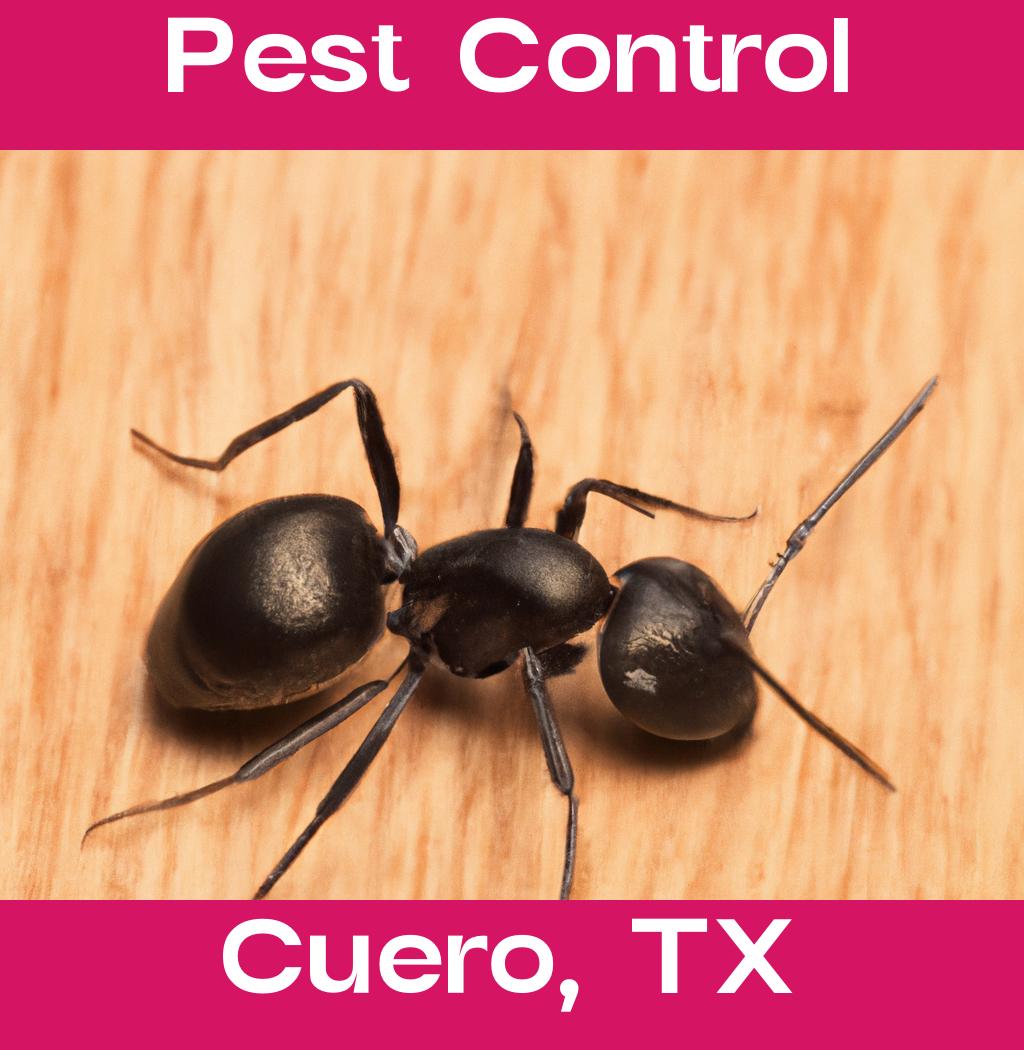 pest control in Cuero Texas