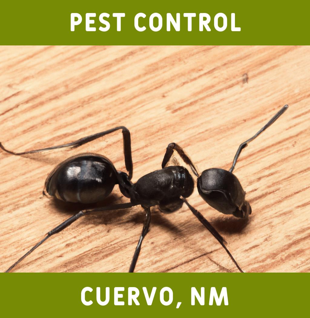 pest control in Cuervo New Mexico