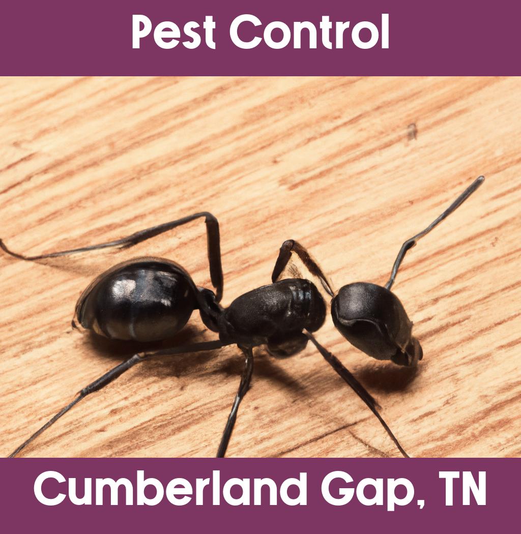 pest control in Cumberland Gap Tennessee