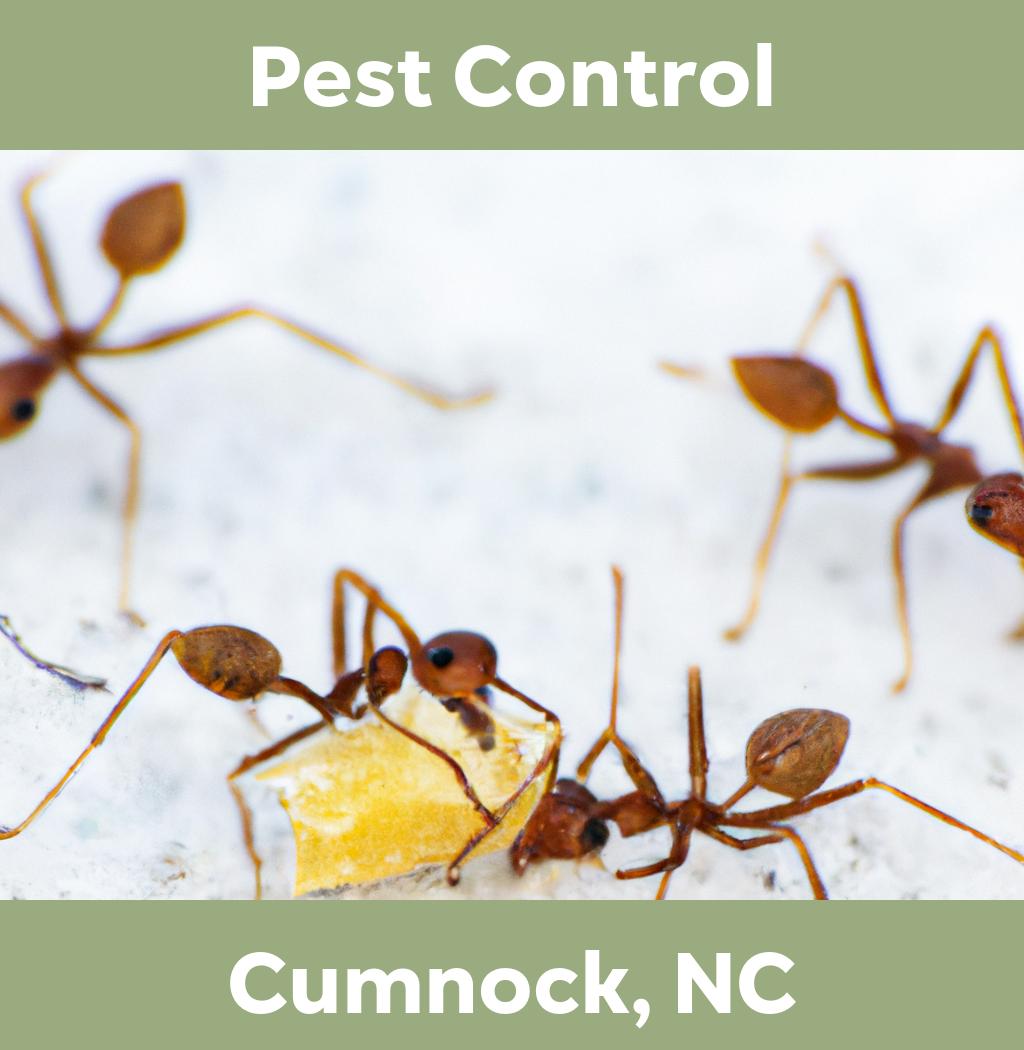 pest control in Cumnock North Carolina