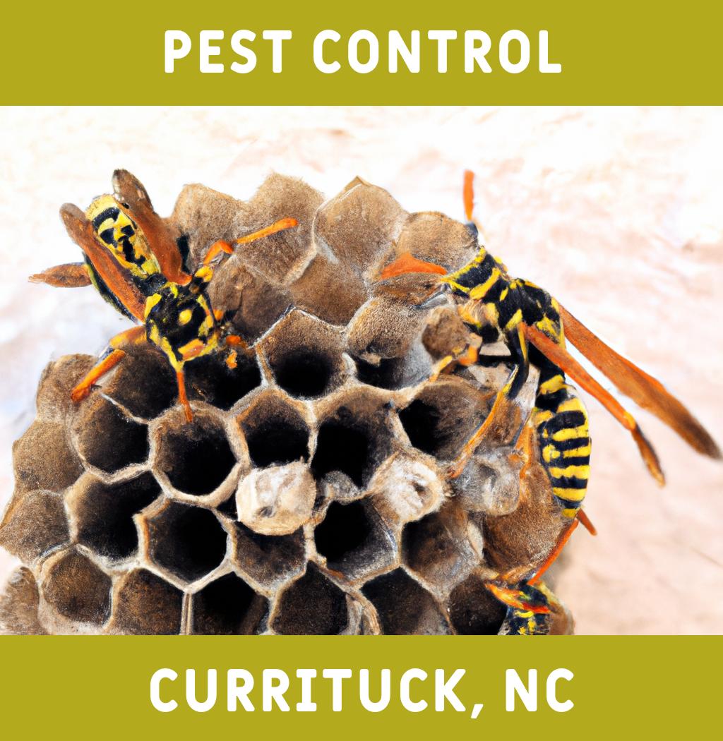 pest control in Currituck North Carolina