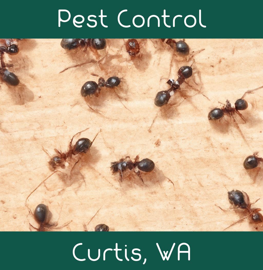 pest control in Curtis Washington